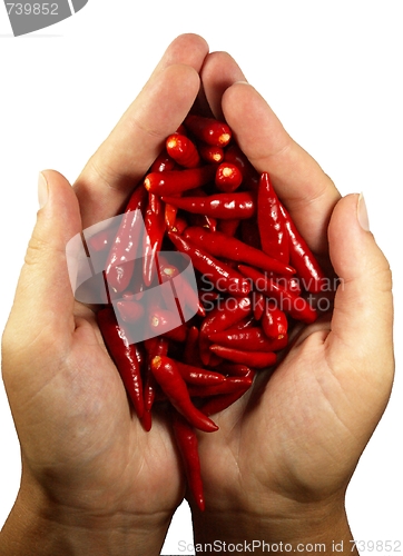 Image of Hot chili pepper in the hands