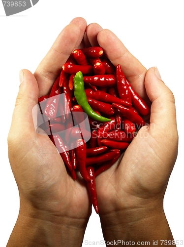 Image of Hot chili pepper in the hands