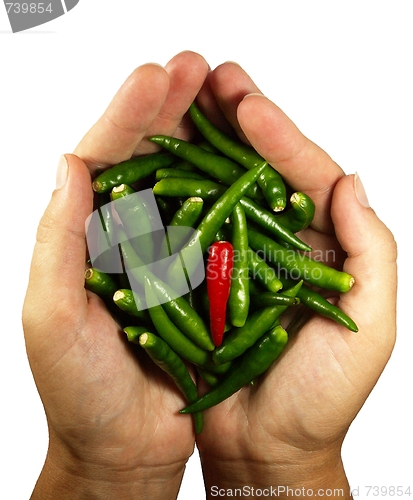 Image of Hot chili pepper in the hands