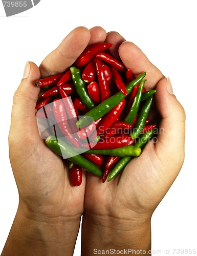 Image of Hot chili pepper in the hands