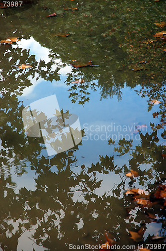 Image of Fall maple leaves in puddle
