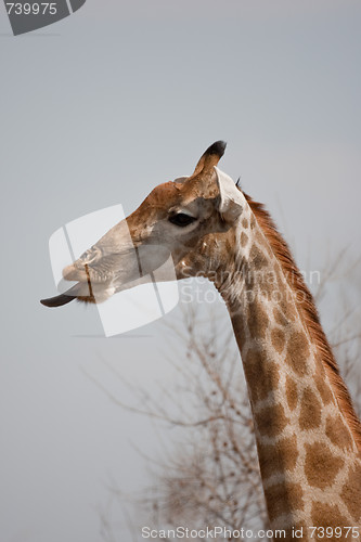 Image of Portrait of a giraffe in southern Africa.