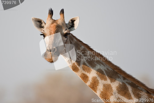 Image of Portrait of a giraffe in southern Africa.