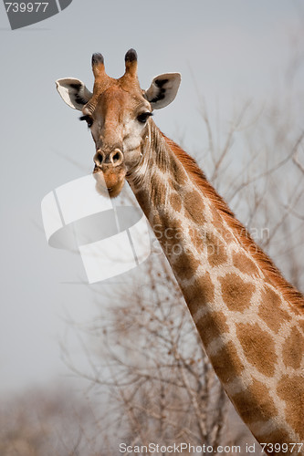 Image of Portrait of a giraffe in southern Africa.