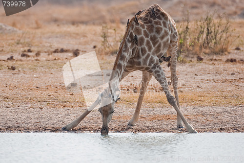 Image of Drinking giraffe standing at a waterhole.