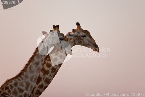 Image of Portrait of a giraffe in southern Africa.