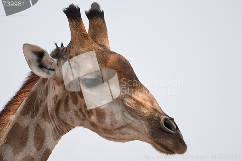 Image of Portrait of a giraffe in southern Africa.