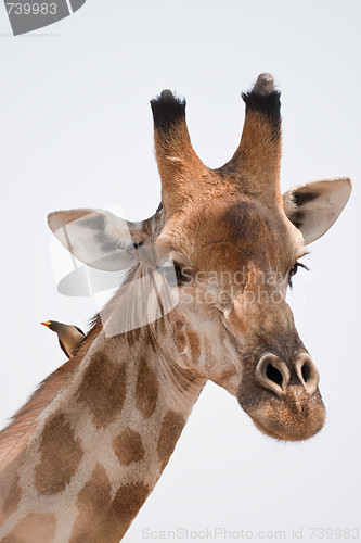 Image of Portrait of a giraffe in southern Africa.