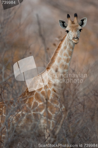 Image of Portrait of a giraffe in southern Africa.