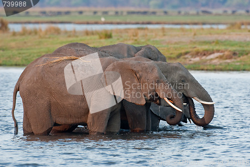 Image of Group of wild elephants at a waterhole.