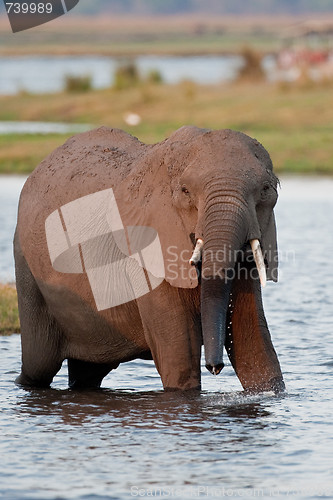 Image of Drinking wild elephant at a waterhole.