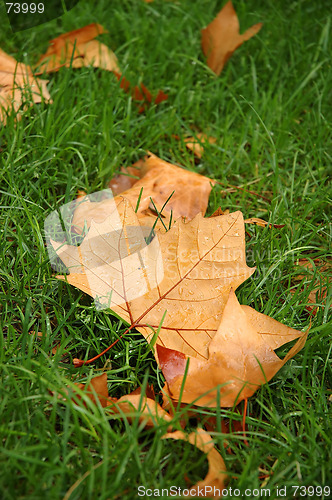 Image of Fall maple leaves