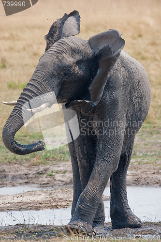 Image of Drinking wild elephant at a waterhole.