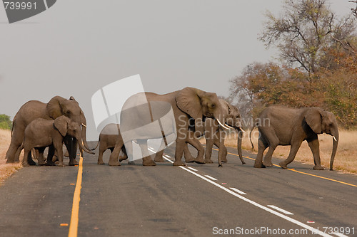 Image of Group of wild elephants in southern Africa.