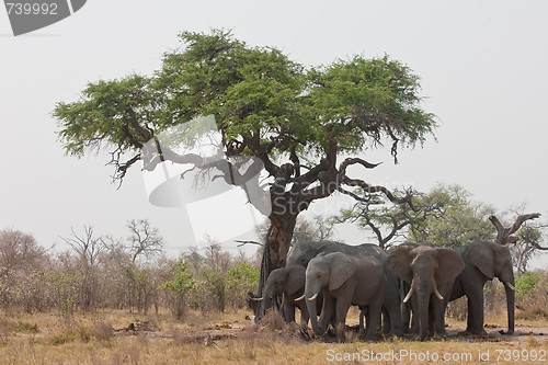 Image of Group of wild elephants in southern Africa.