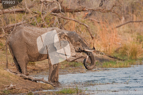 Image of Drinking wild elephant at a waterhole.
