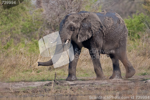 Image of Portrait of a wild elephant in southern Africa.