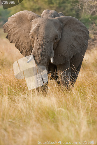 Image of Portrait of a wild elephant in southern Africa.