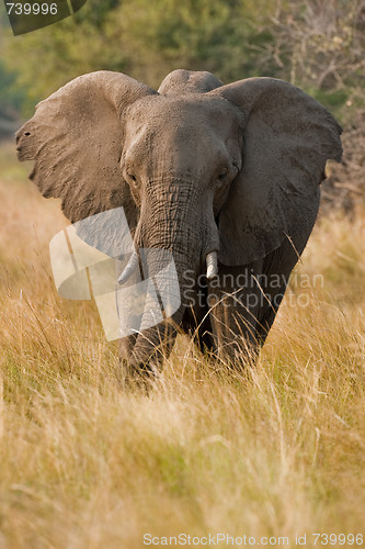 Image of Portrait of a wild elephant in southern Africa.
