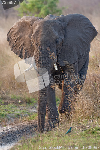 Image of Portrait of a wild elephant in southern Africa.