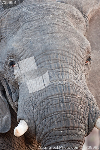 Image of Portrait of a wild elephant in southern Africa.