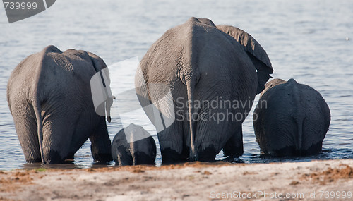 Image of Group of wild elephants at a waterhole.