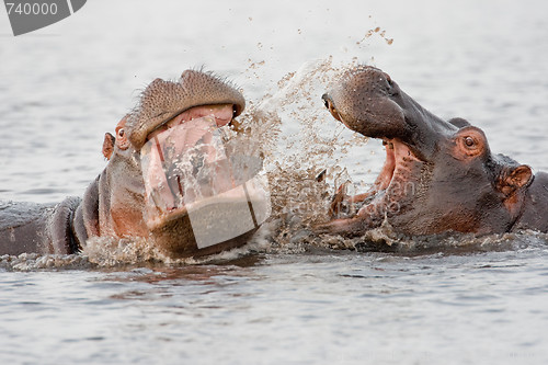 Image of Group of wild hippos  at a waterhole.