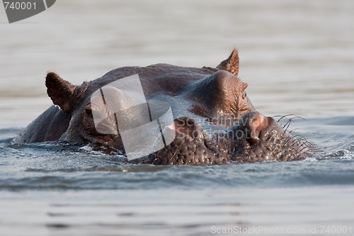 Image of Portrait of wild hippo at a waterhole.