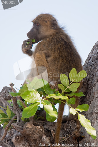 Image of Portrait of a wild baboon in southern Africa.