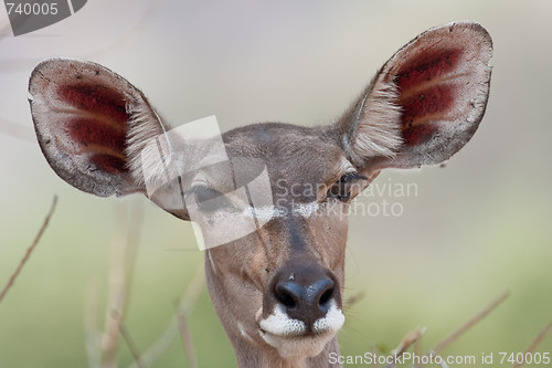 Image of Portrait of a female Kudu in southern Africa.
