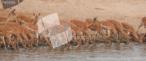 Image of Drinking impalas standing at a waterhole.