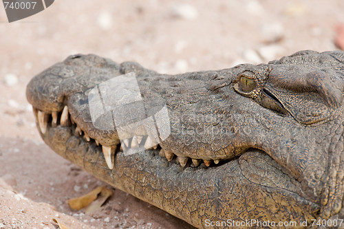 Image of Portrait of a nile crocodile in southern Africa.
