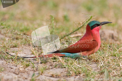 Image of Portrait of a bee-eater in southern Africa.