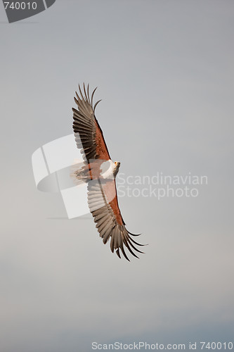 Image of African fish eagle in flight.