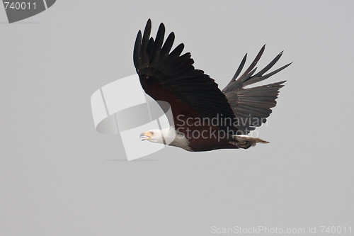 Image of African fish eagle in flight.