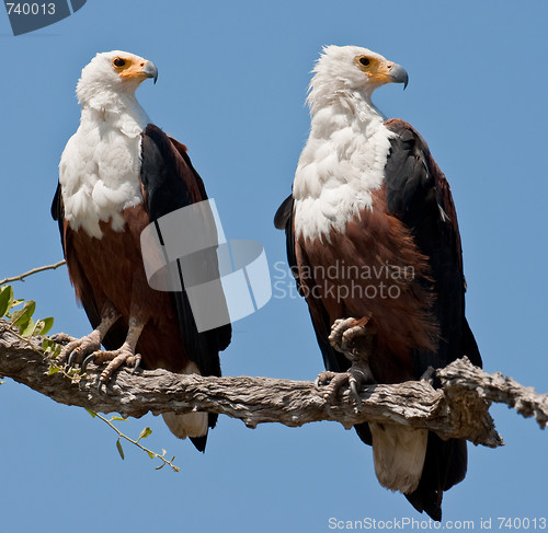 Image of Couple of fish eagles sitting on a tree.