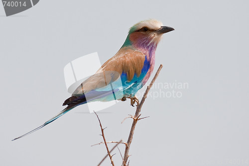 Image of Portrait of a lilac breasted roller in southern Africa.