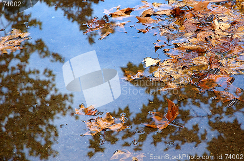 Image of Fall maple leaves in puddle