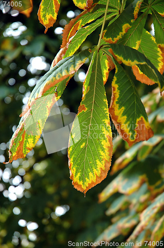 Image of Autumn chestnut leaves