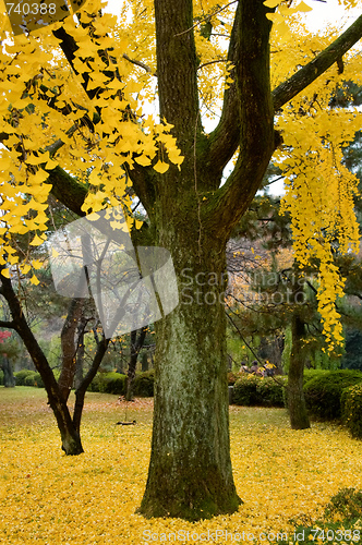 Image of Gingko