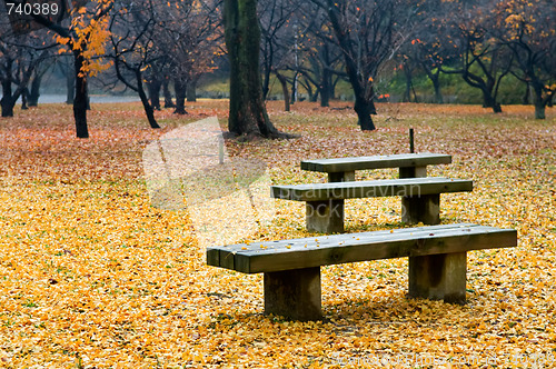 Image of Bench in garden