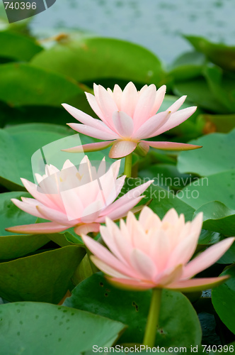 Image of Pink water lily