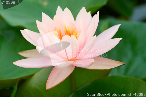 Image of Pink water lily