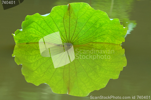 Image of Lotus leaf with reflection