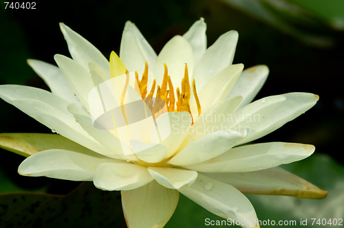 Image of White water lily