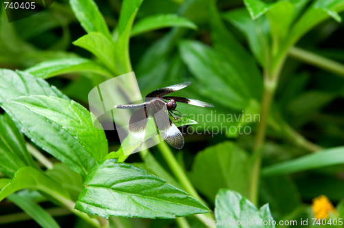 Image of Dragonfly on leaf