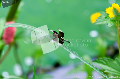 Image of Dragonfly on leaf