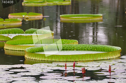 Image of Lotus leafs