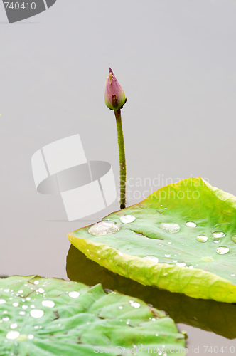 Image of Lotus bud and leaf