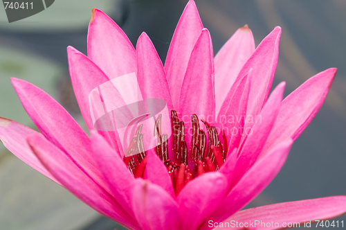 Image of Pink water lily